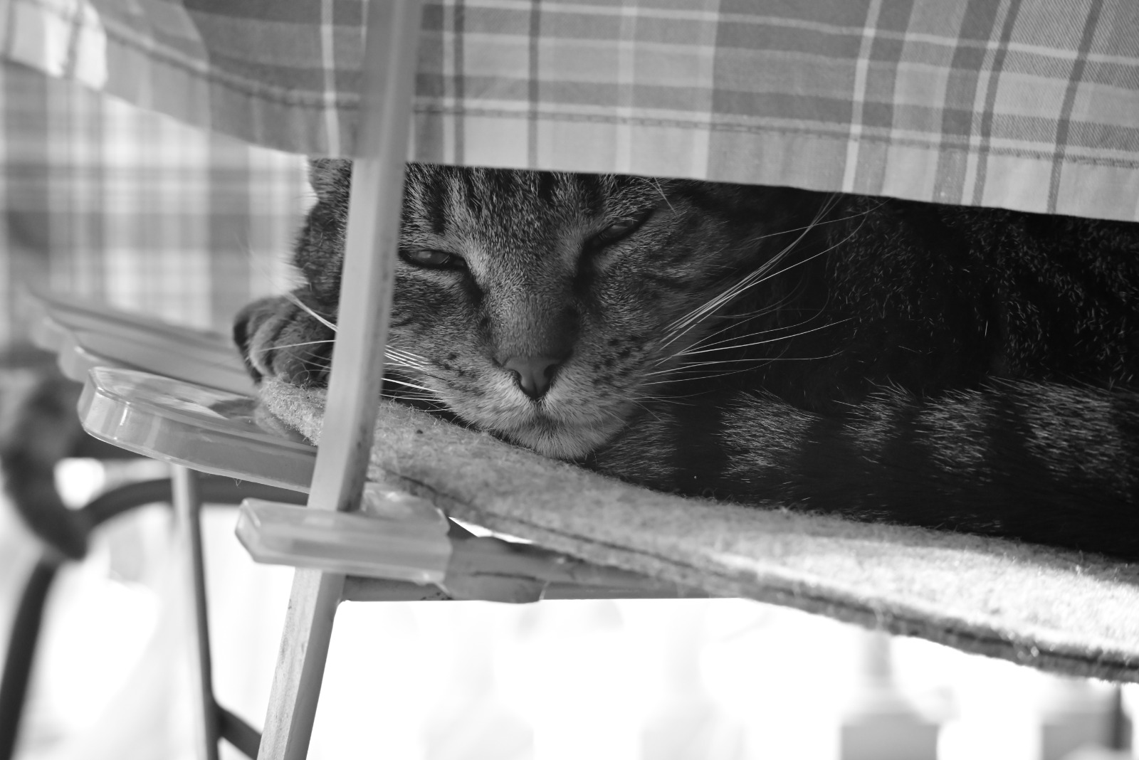 Opis fotografije 07
